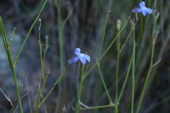 Lobelia linearis