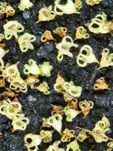 Sterculia monosperma