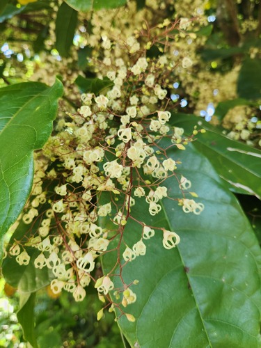 Sterculia monosperma