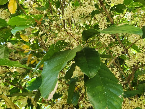 Sterculia monosperma