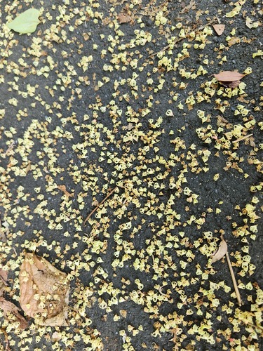 Sterculia monosperma