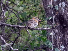 Nystalus maculatus