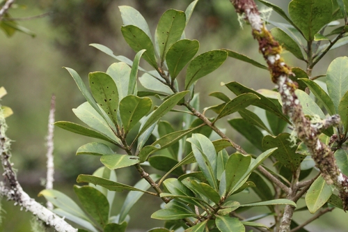 Image of Myrsine lessertiana by (c) Damien Wallace, some rights reserved (CC BY)