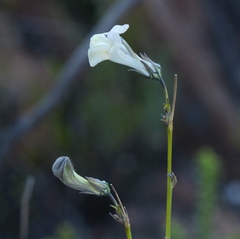 Lobelia linearis