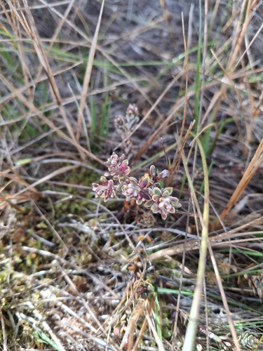 Image of Colenso's Mingimingi (Acrothamnus colensoi) by (c) Julia Palmer, some rights reserved (CC BY)