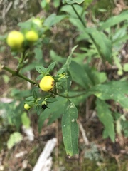 Aureolaria grandiflora