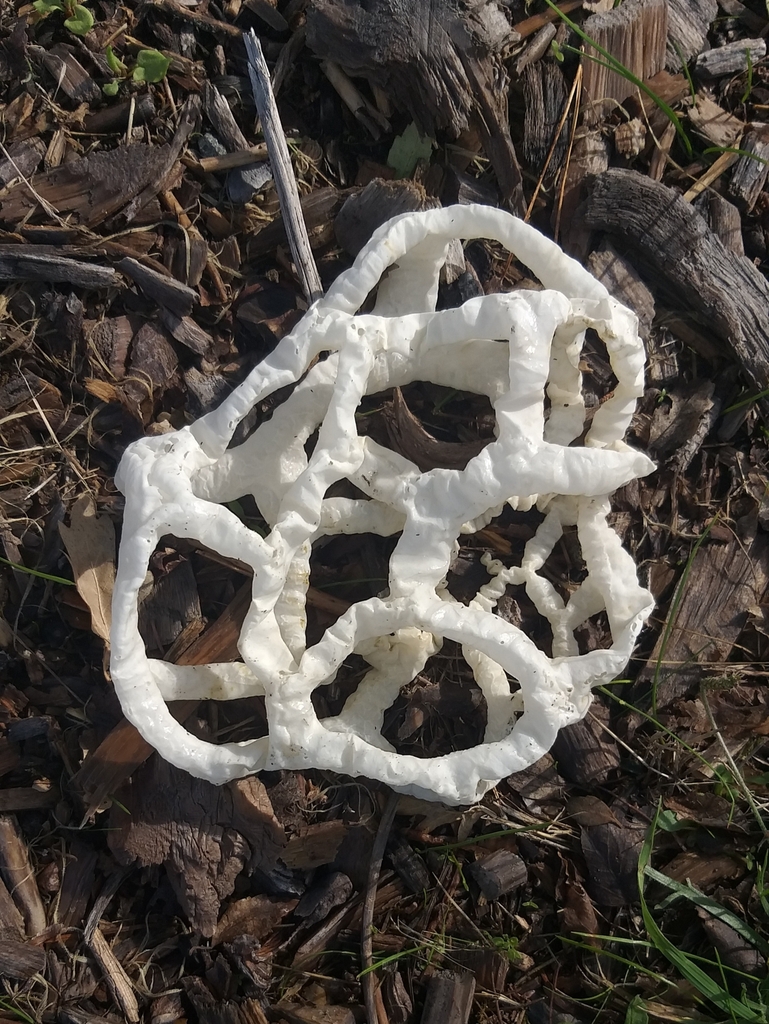 Ileodictyon cibarium · May 2025 · photo: © robcruickshank (iNaturalist, cc0)