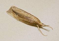 Chilo phragmitella