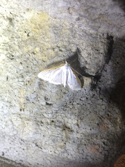 Palpita nigropunctalis