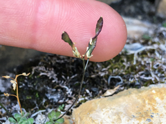 Draba nivalis