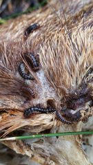 Dermestes