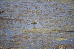 Calidris alpina