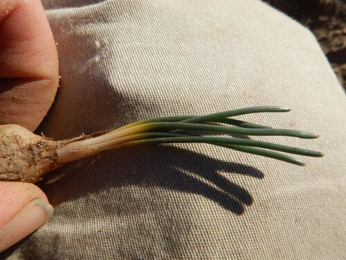Drimia convallarioides