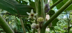 Solanum quitoense
