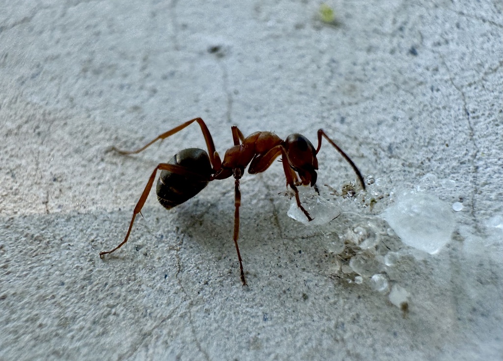 Formica sinae