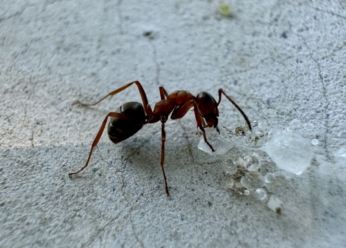 Formica clara sinaeFormica clara sinae