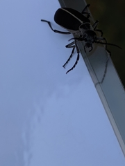 Epicauta cinerea-group