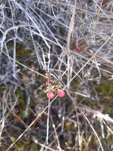 Image of Colenso's Mingimingi (Acrothamnus colensoi) by no rights reserved