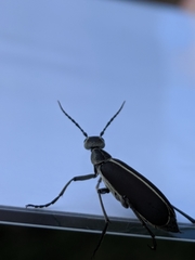 Epicauta cinerea-group