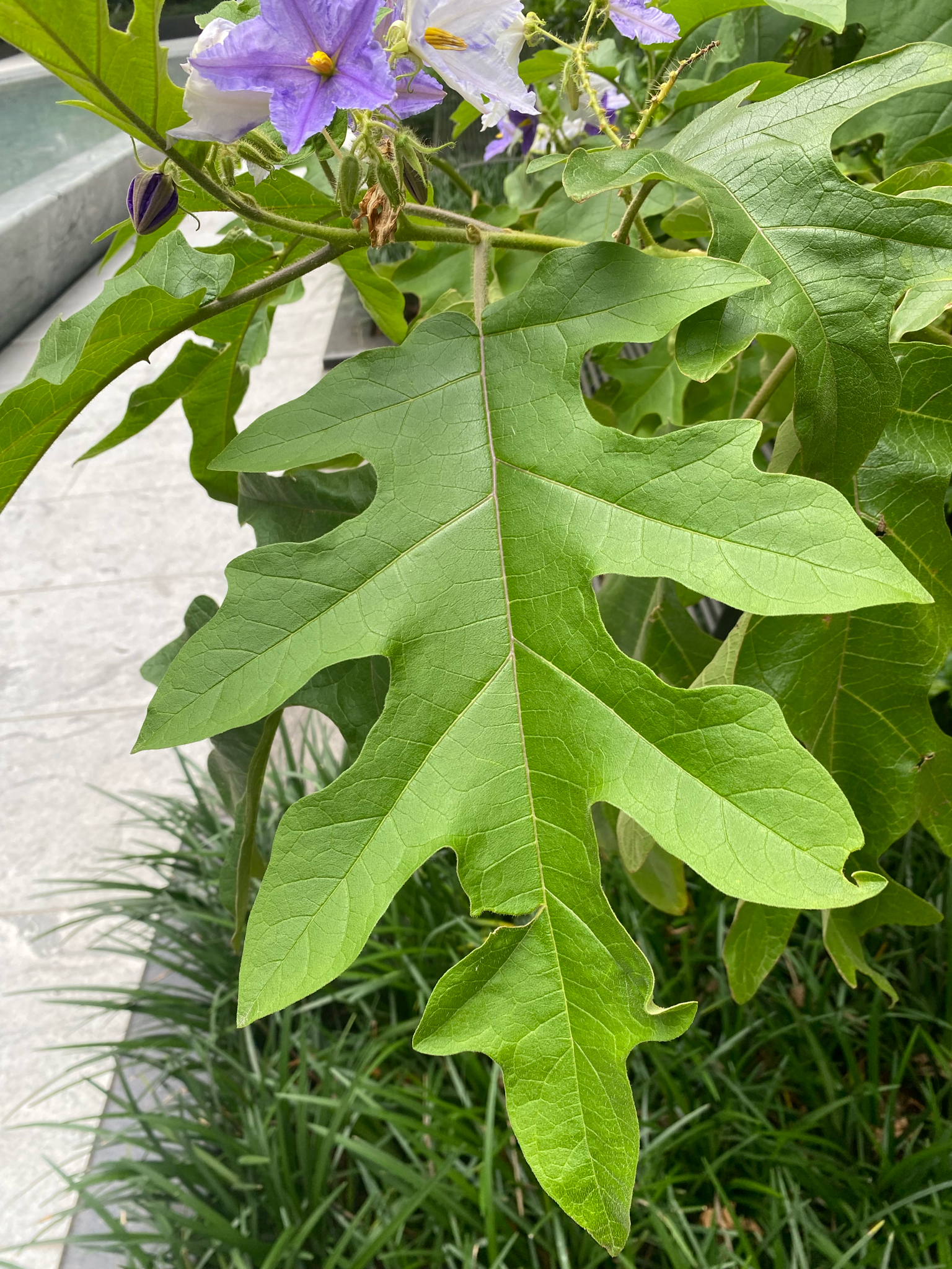 Imagem de Falsa-jurubeba