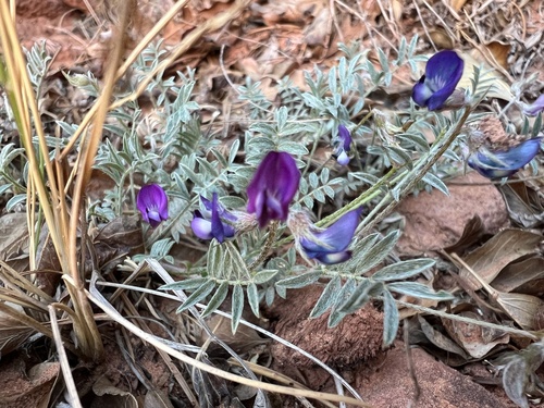 Sandstone Milkvetch (Astragalus sesquiflorus)