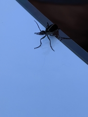 Epicauta cinerea-group