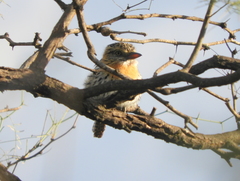 Nystalus maculatus