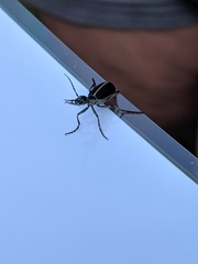 Epicauta cinerea-group