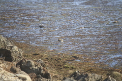 Calidris alpina