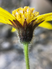 Arnica griscomii