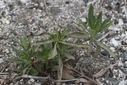 Image of Eriodictyon trichocalyx by no rights reserved
