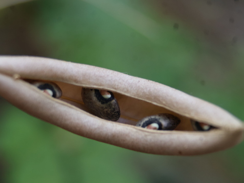 Phaseolus lunatus iNat (2)