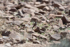 Certhilauda subcoronata