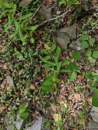 Euphorbia ebracteolata iNat (2)
