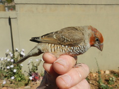 Amadina erythrocephala