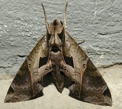 Eumorpha satellitia licaon