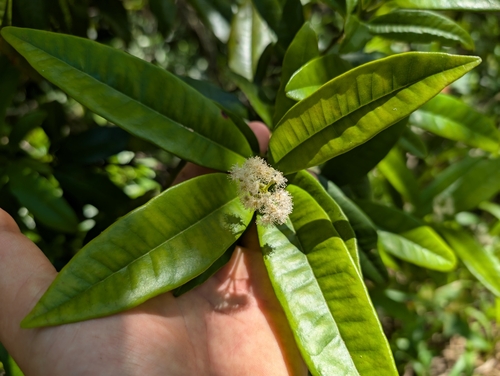 Image of Pimenta dioica by (c) Damien Wallace, some rights reserved (CC BY)