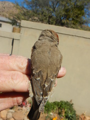 Amadina erythrocephala
