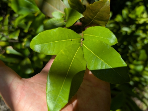 Image of Ochna thomasiana by (c) Damien Wallace, some rights reserved (CC BY)
