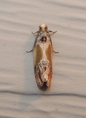 Eumarozia malachitana