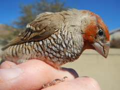 Amadina erythrocephala