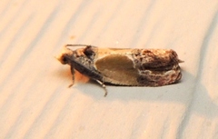 Eumarozia malachitana