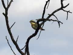Microspingus torquatus