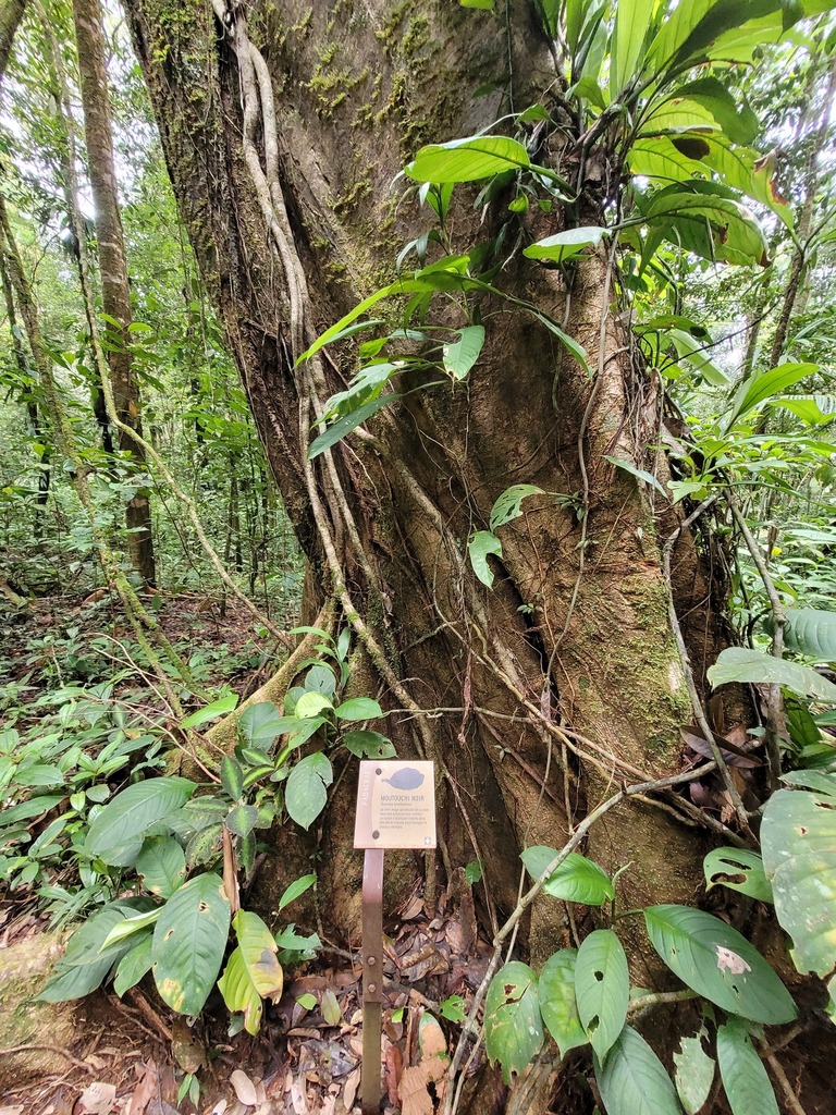 Swartzia benthamiana