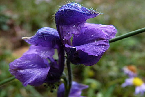 Nakedstamen Monkshood