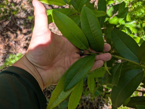 Image of Pimenta dioica by (c) Damien Wallace, some rights reserved (CC BY)