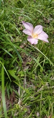 Zephyranthes carinata