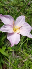 Zephyranthes carinata