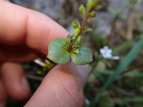 Washington Springbeauty (Claytonia washingtoniana)