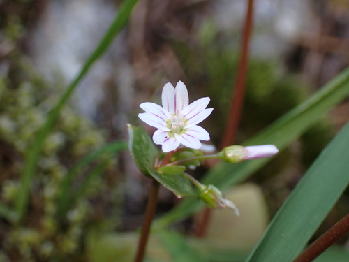 Image of Claytonia washingtoniana by no rights reserved